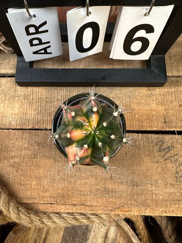 Mondkaktus - Gymnocalycium mihanovichii variegata #S6 Mondkaktus - Gymnocalycium mihanovichii variegata #S6