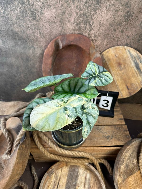 Alocasia Silver Dragon Variegata #3 Alocasia Silver Dragon Variegata #3