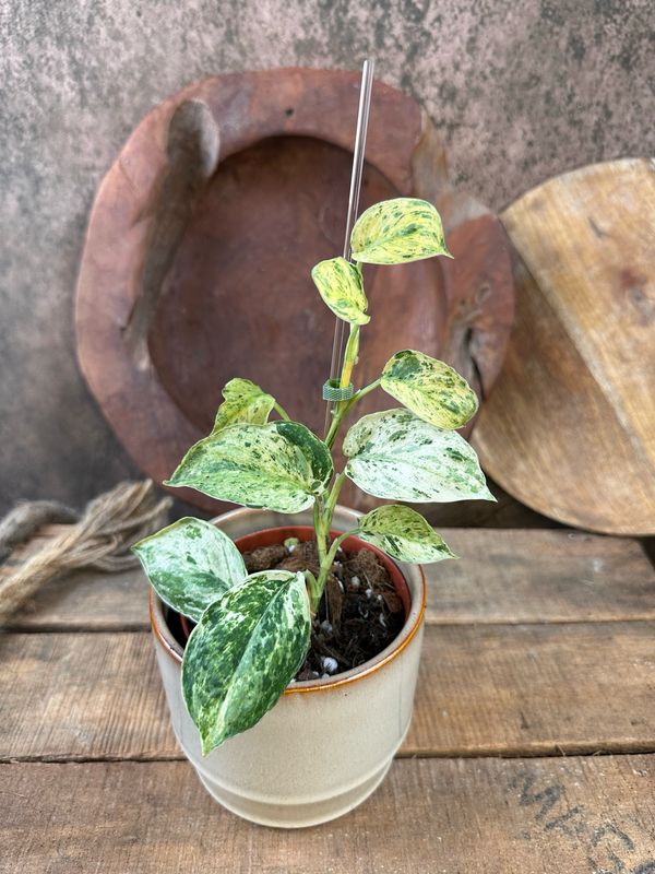 Scindapsus Jade Satin Marble