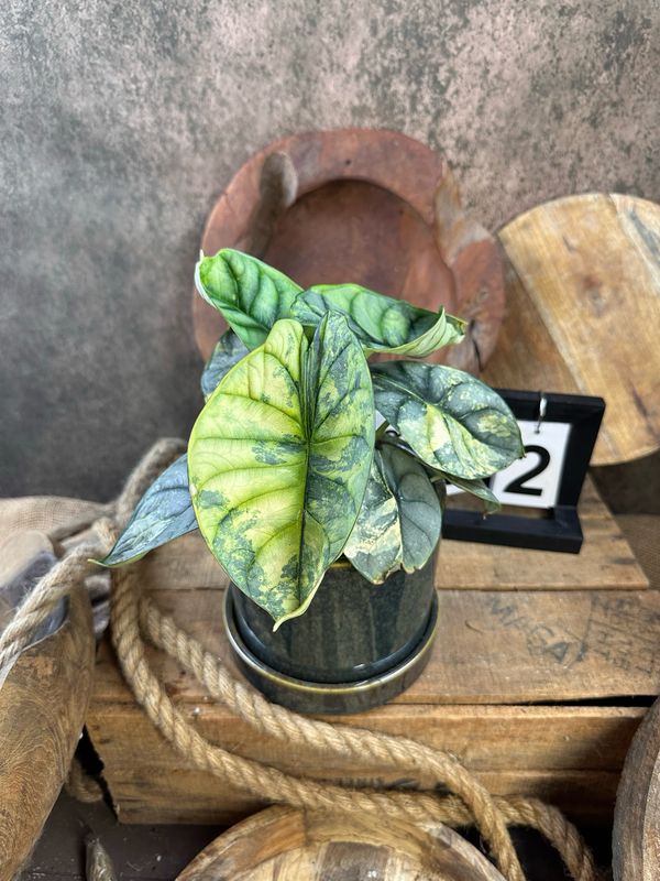 Alocasia Silver Dragon Variegata #2 Alocasia Silver Dragon Variegata #2