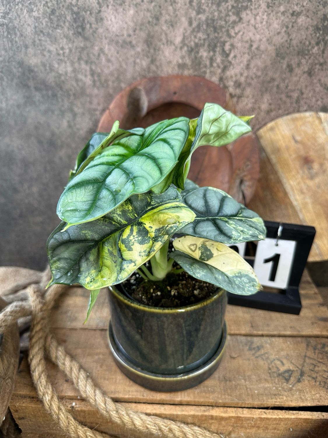 Alocasia Silver Dragon Variegata #1