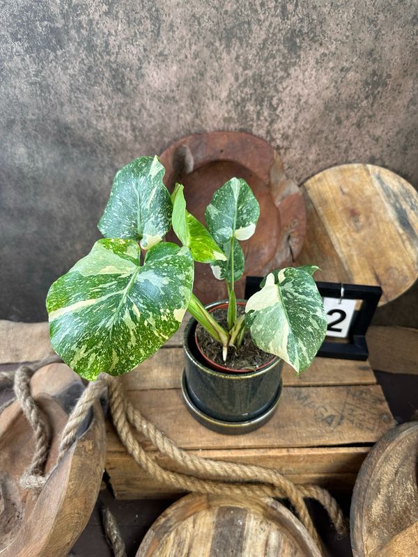 Monstera „Creme Brulee“ #2 Monstera „Creme Brulee“ #2