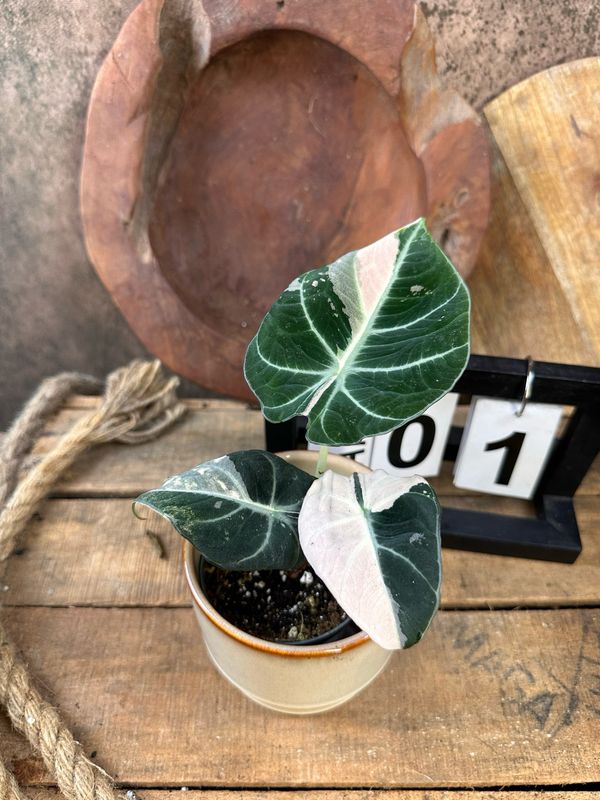 Alocasia Black Velvet Pink Variegata #1 Alocasia Black Velvet Pink Variegata #1