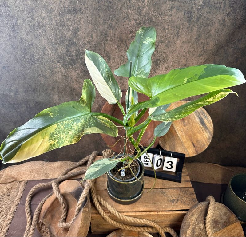 Philodendron Silver Sword Variegata #3 Philodendron Silver Sword Variegata #3