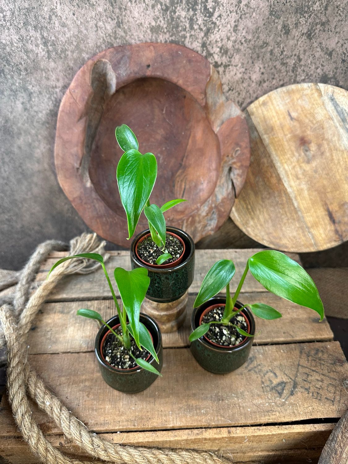 Monstera Burle Marx Flame Baby