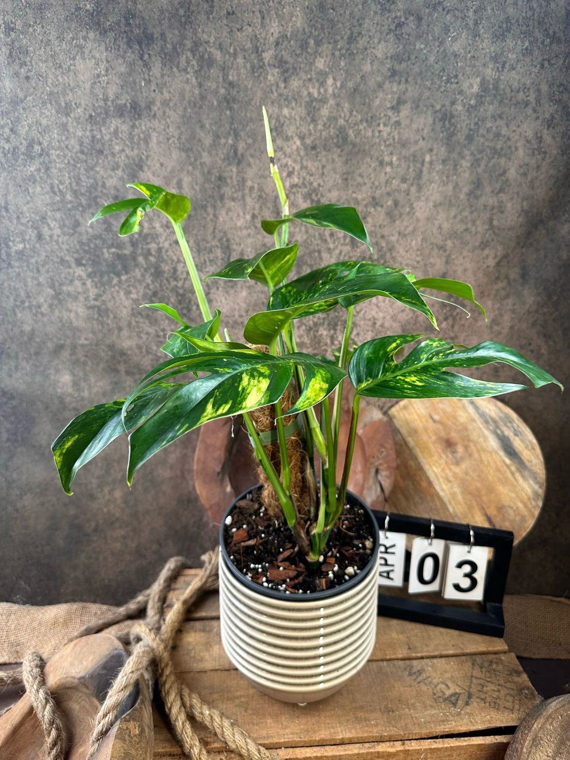 Epipremnum kujang Yellow Flame #3