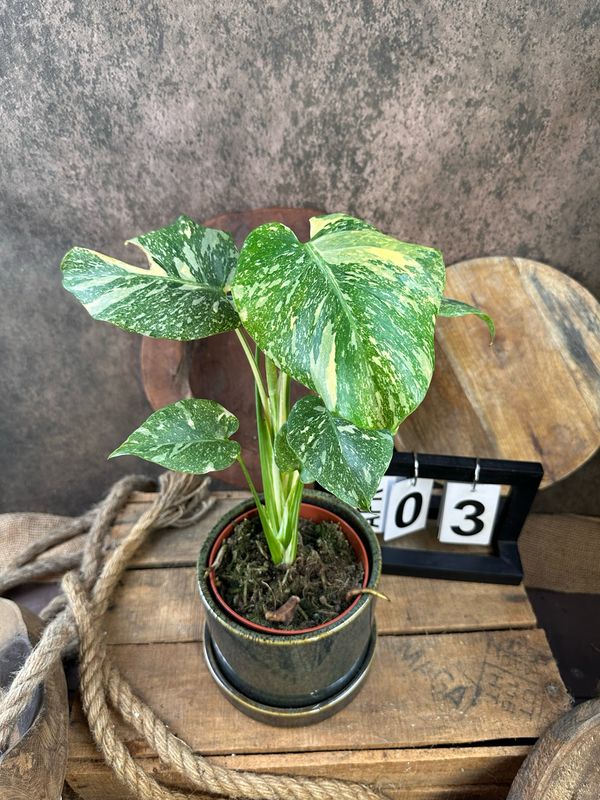 Monstera „Creme Brulee“ #3 Monstera „Creme Brulee“ #3