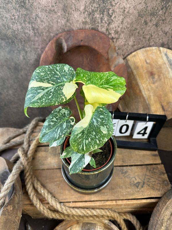 Monstera „Creme Brulee“ #4 Monstera „Creme Brulee“ #4