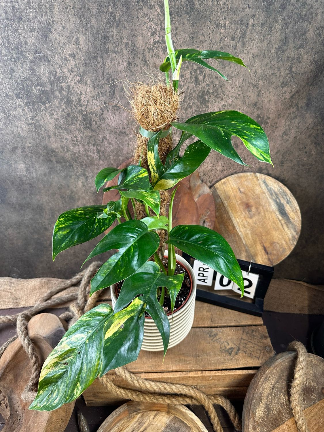 Epipremnum kujang Yellow Flame #2