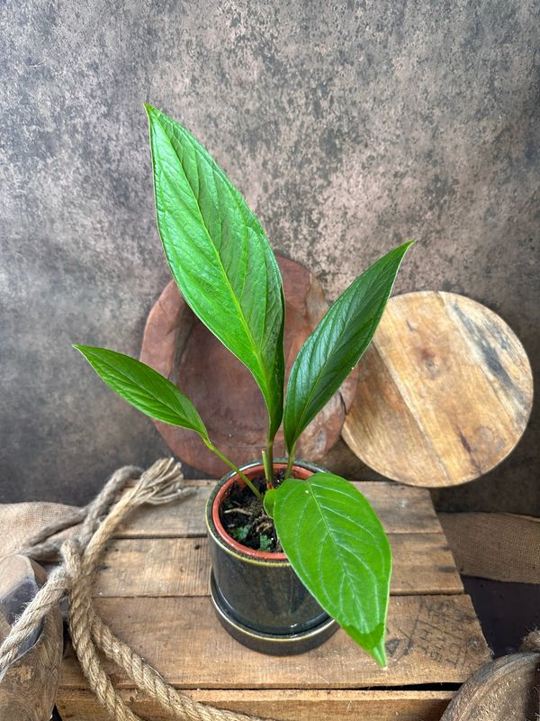 Anthurium Jenmanii