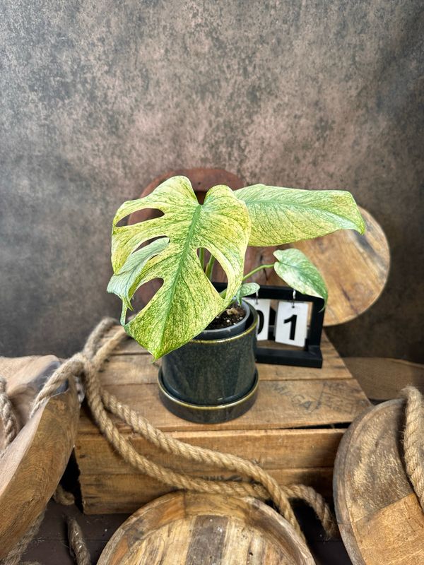 Monstera Deliciosa Mint Variegata #I Monstera Deliciosa Mint Variegata #I