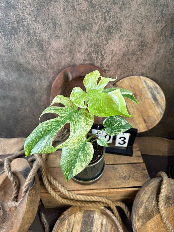 Monstera Deliciosa Mint Variegata #III Monstera Deliciosa Mint Variegata #III
