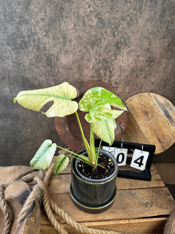 Monstera Deliciosa Mint Variegata #IV Monstera Deliciosa Mint Variegata #IV