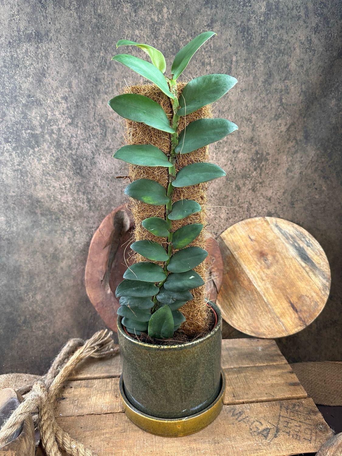 Rhaphidophora Tenuis