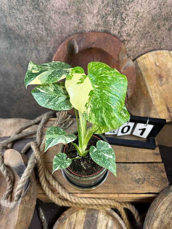 Monstera „Creme Brulee“ #1 Monstera „Creme Brulee“ #1