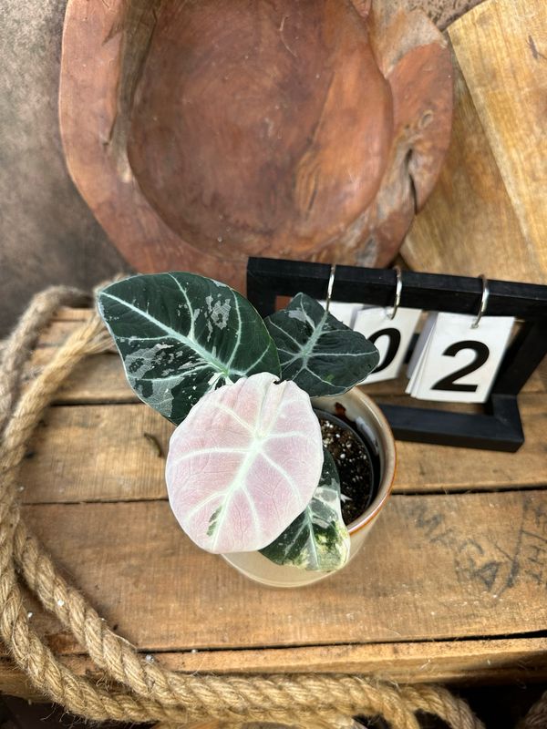 Alocasia Black Velvet Pink Variegata #2 Alocasia Black Velvet Pink Variegata #2