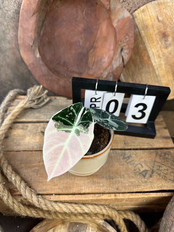 Alocasia Black Velvet Pink Variegata #3 Alocasia Black Velvet Pink Variegata #3