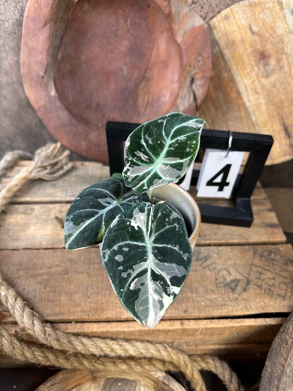 Alocasia Black Velvet Pink Variegata #4 Alocasia Black Velvet Pink Variegata #4