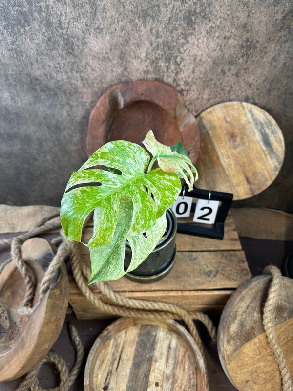 Monstera Deliciosa Mint Variegata #II Monstera Deliciosa Mint Variegata #II