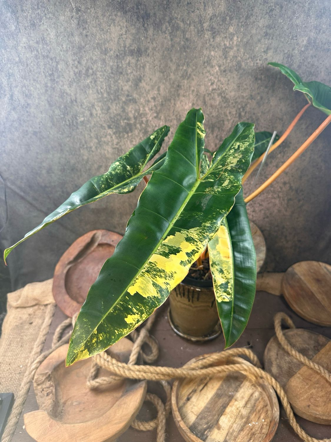 Philodendron Billietiae Variegata XXL