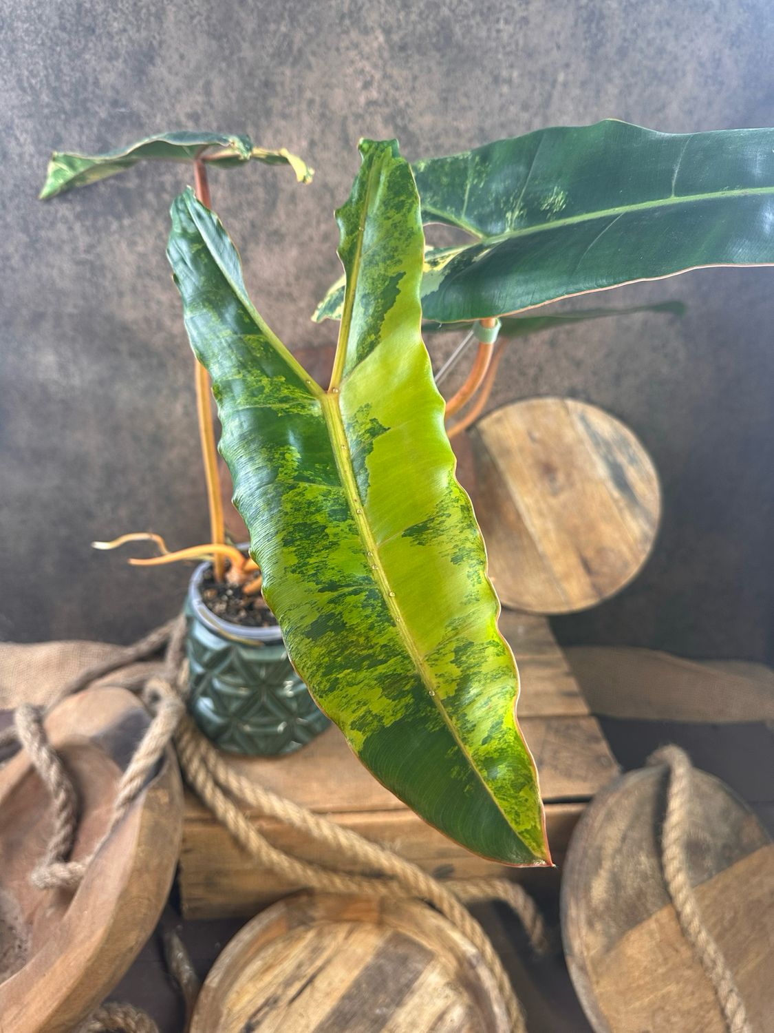 Philodendron Billietiae Variegata