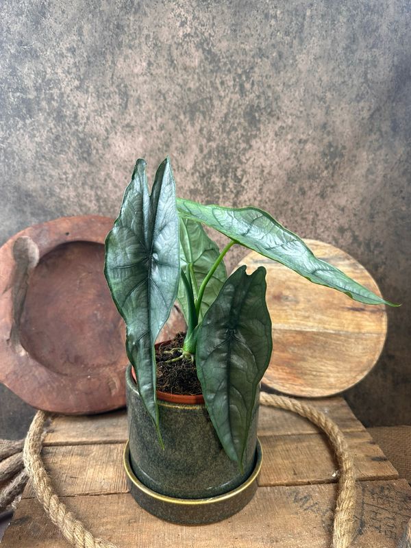 Alocasia heterophylla ‚Dragons Breath‘ Alocasia heterophylla ‚Dragons Breath‘