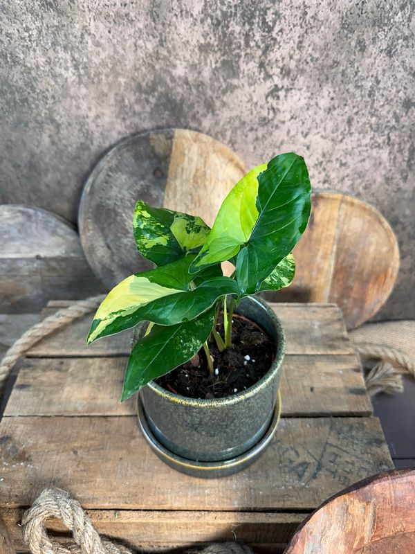 Syngonium Aurea Variegata