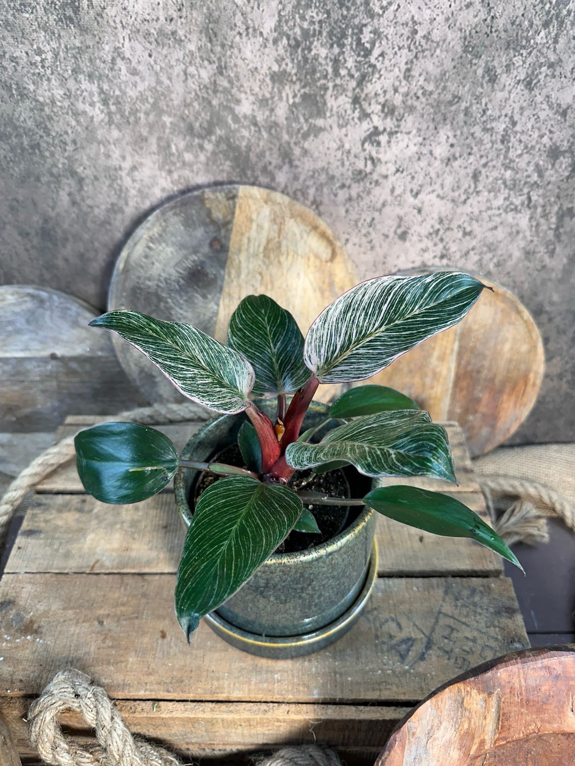 Philodendron Pink Birkin