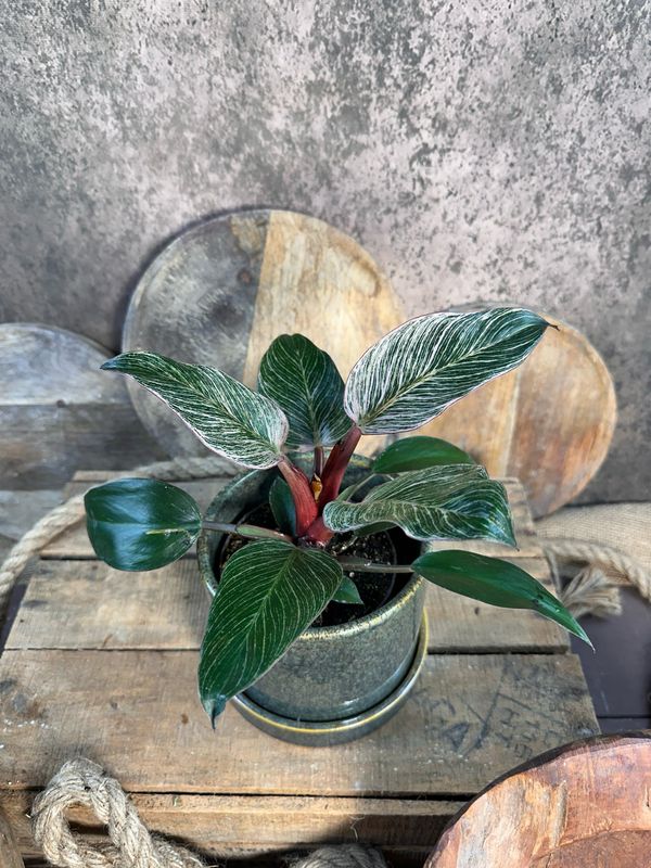 Philodendron Pink Birkin