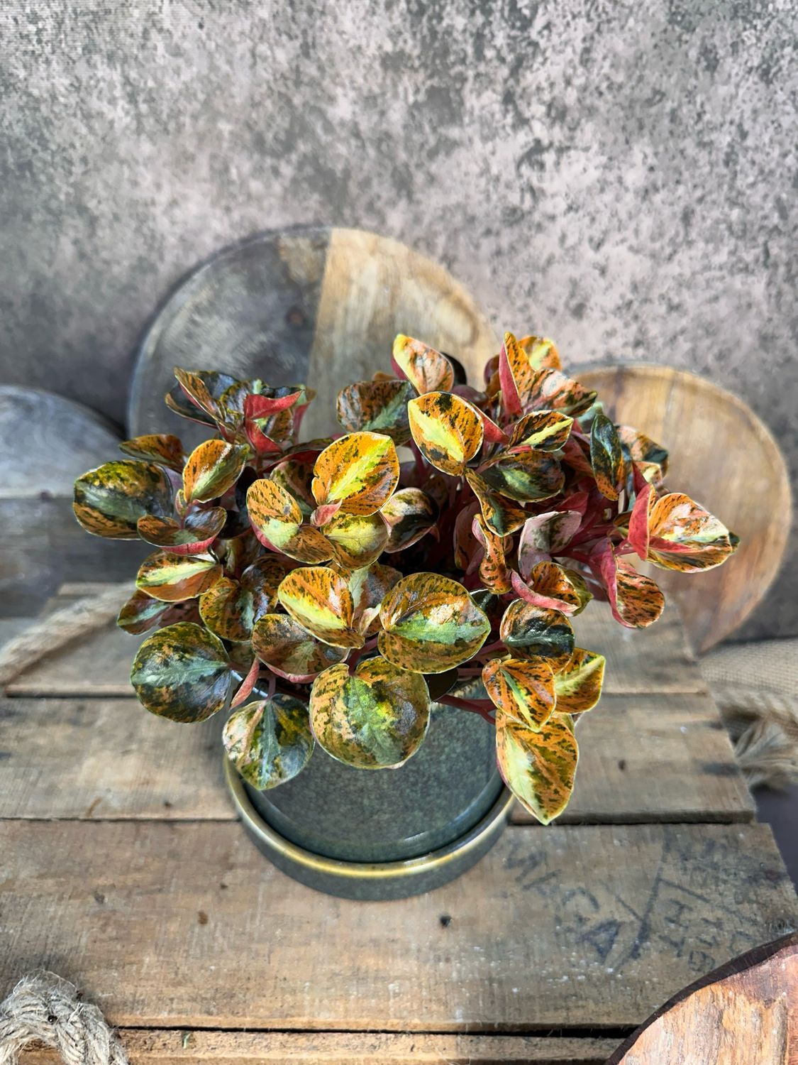 Peperomia Creme Brulee