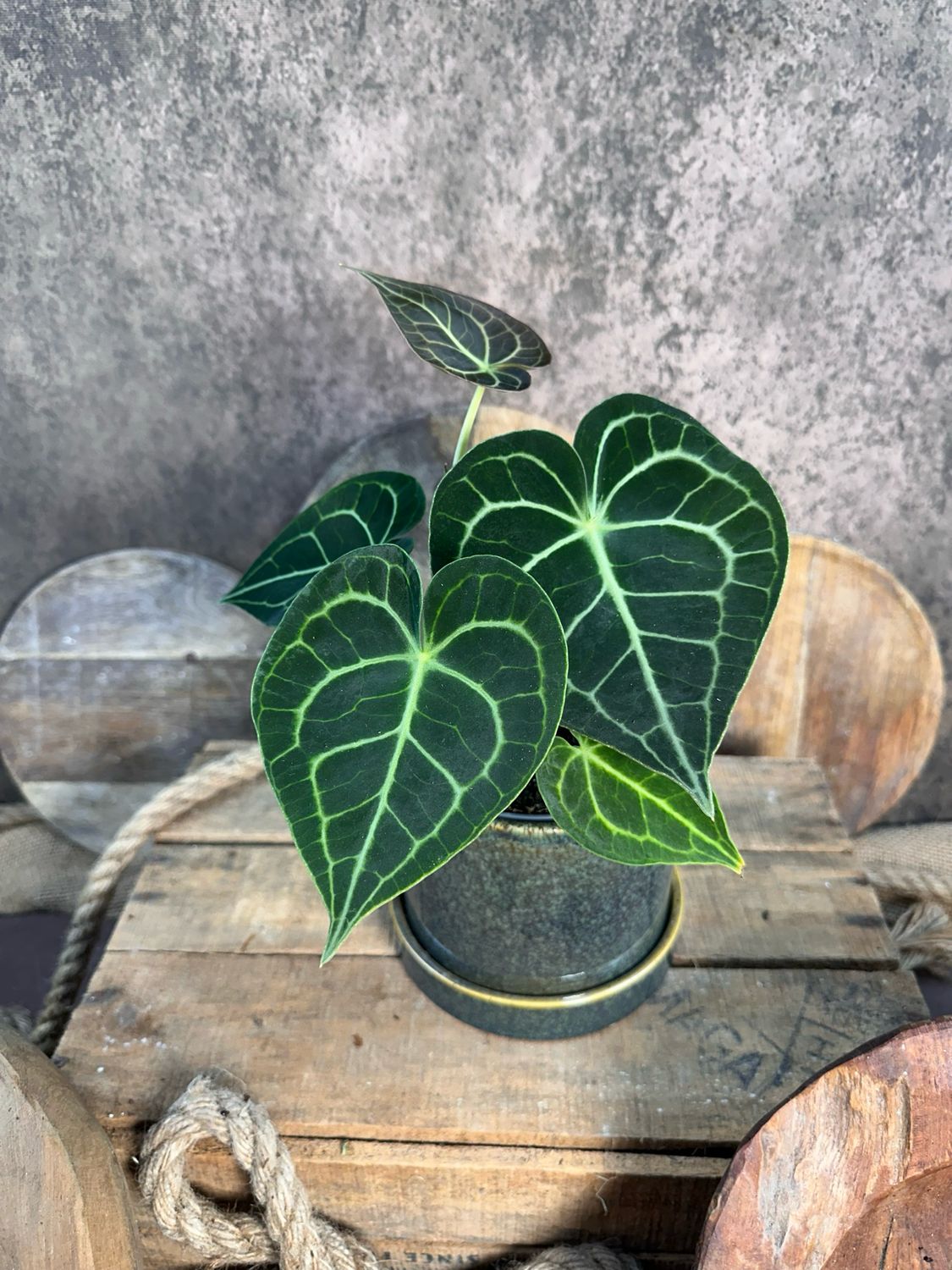 Anthurium Clarinervium