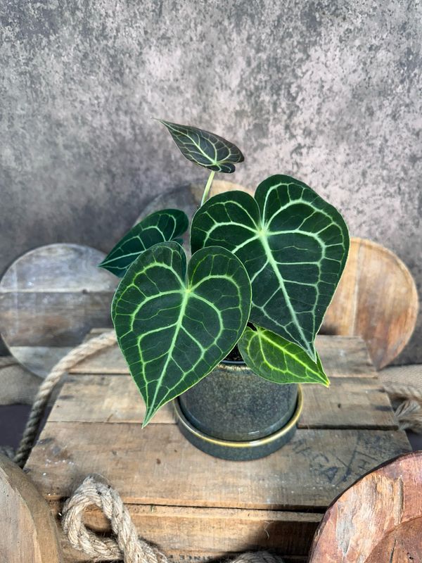 Anthurium Clarinervium
