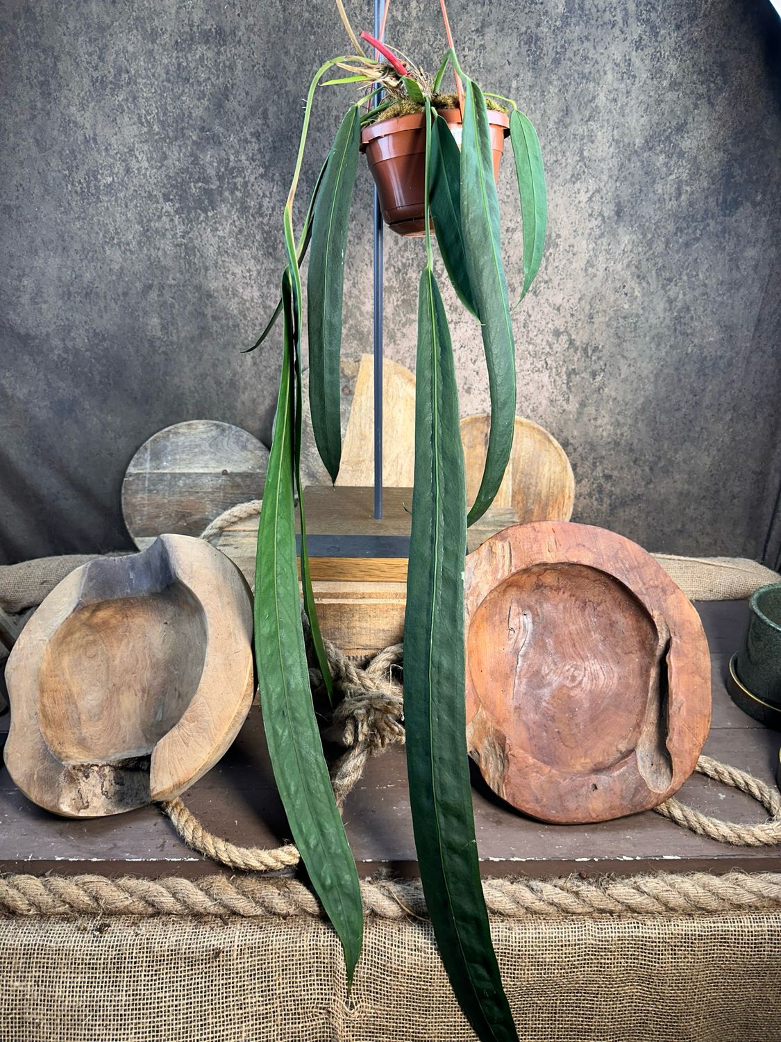 Anthurium wendlingeri XXL