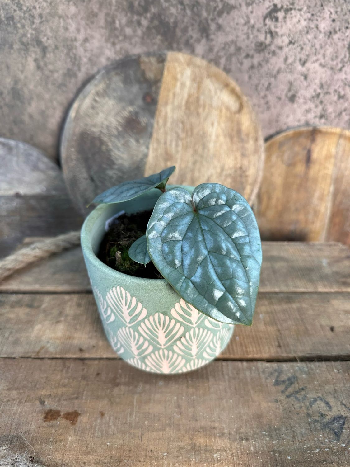 Anthurium Silver Luxurians S