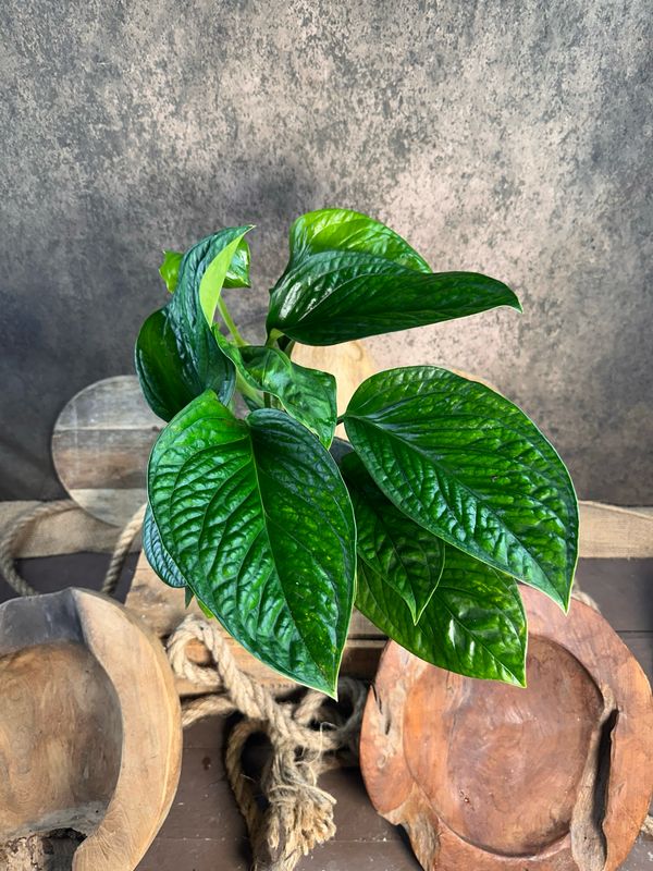 Monstera pinnatipartita