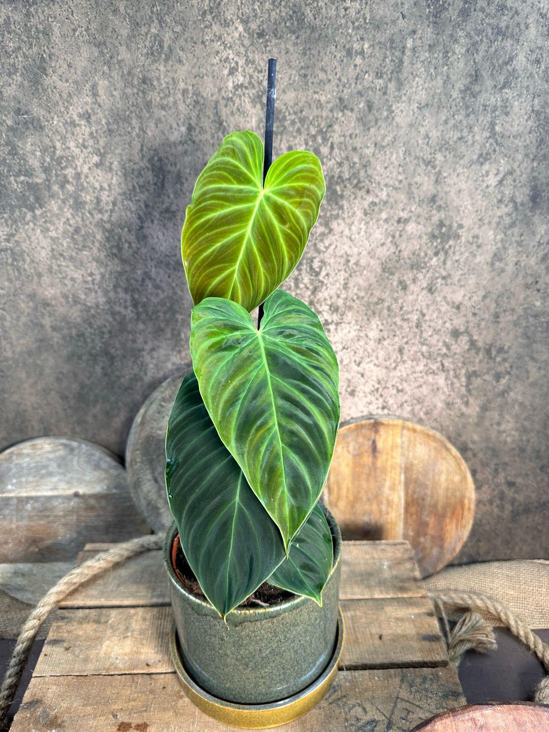 Philodendron Splendid