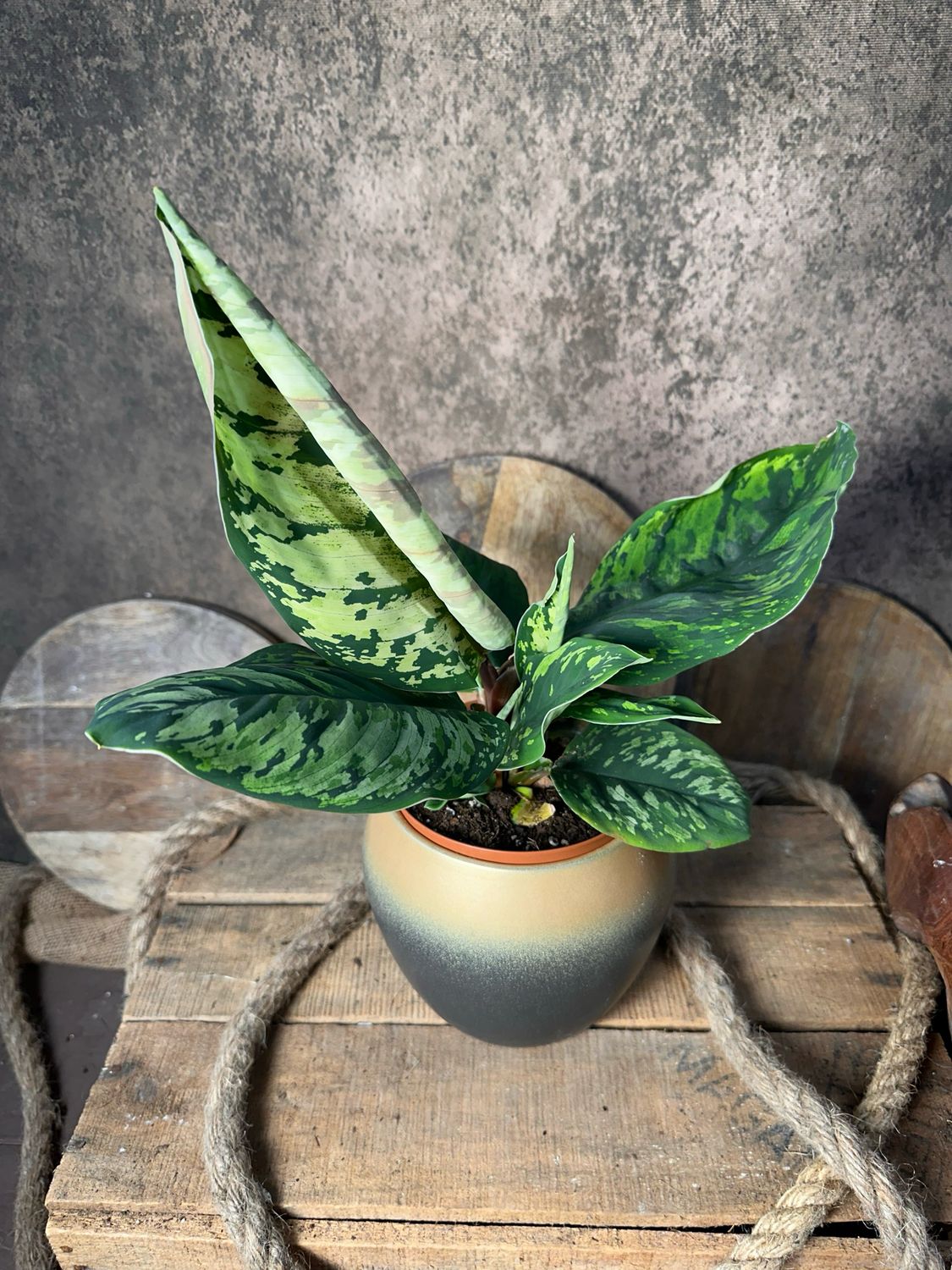 Homalomena Wallisii