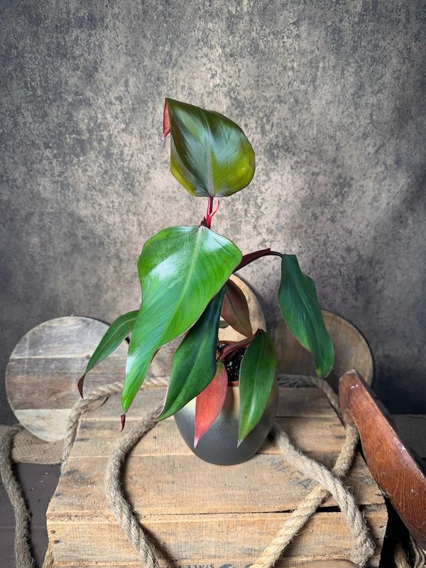 Philodendron Strawberry 
