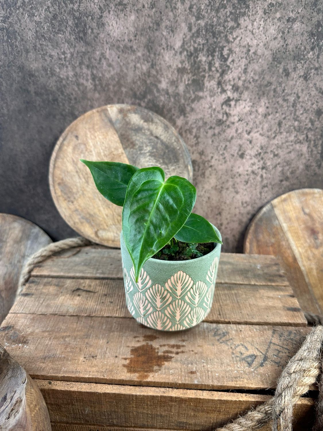 Anthurium Veitchii S