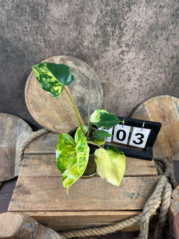 Philodendron Burle Marx Variegata #3 Philodendron Burle Marx Variegata #3