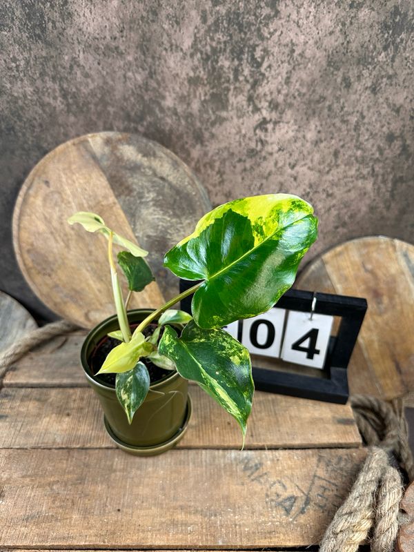 Philodendron Burle Marx Variegata #4 Philodendron Burle Marx Variegata #4