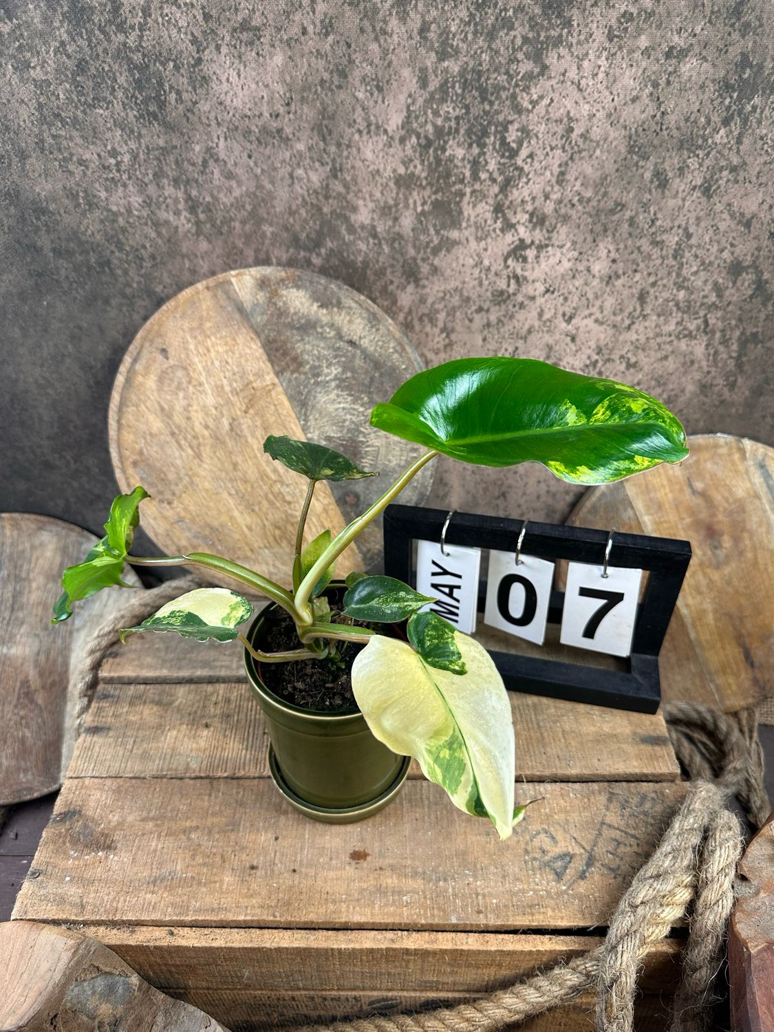 Philodendron Burle Marx Variegata #7