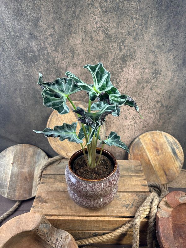 Alocasia Loco BIG