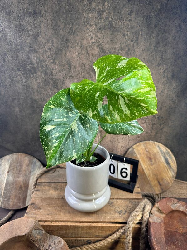 Monstera Thai Constellation #VI Monstera Thai Constellation #VI