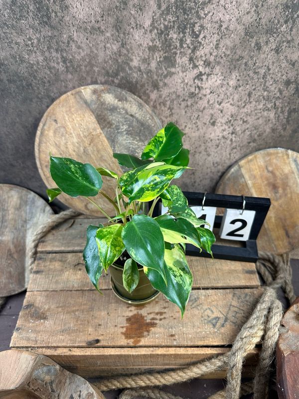 Philodendron Burle Marx Variegata #12 Philodendron Burle Marx Variegata #12