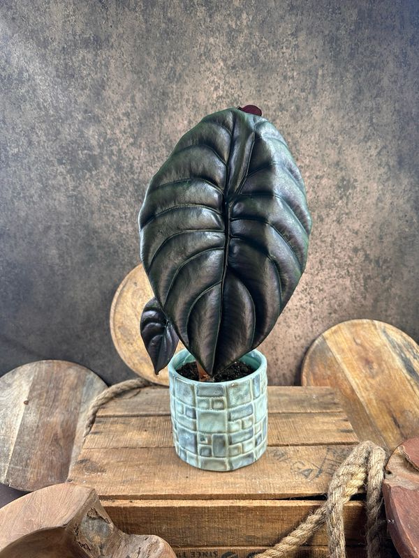 Alocasia Cuprea „Red Secret“ BIG Alocasia Cuprea „Red Secret“ BIG