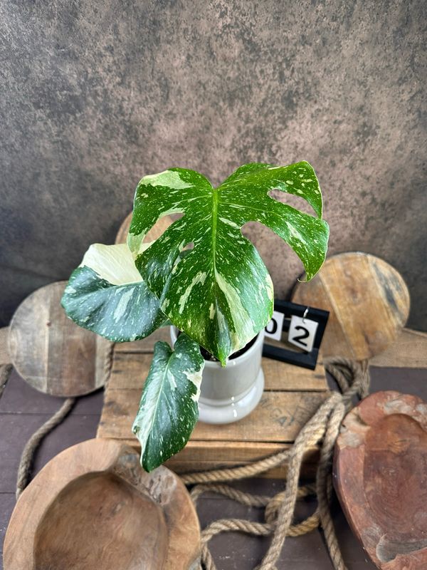 Monstera Thai Constellation #II Monstera Thai Constellation #II