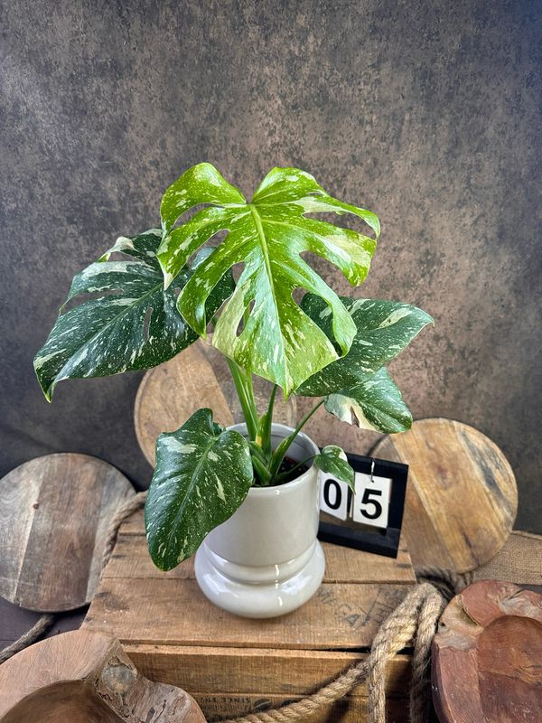 Monstera Thai Constellation #V Monstera Thai Constellation #V