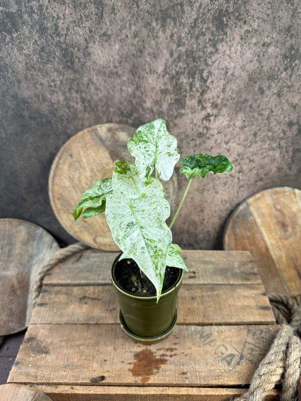 Alocasia macrorrhiza ‚Splash‘ Alocasia macrorrhiza ‚Splash‘