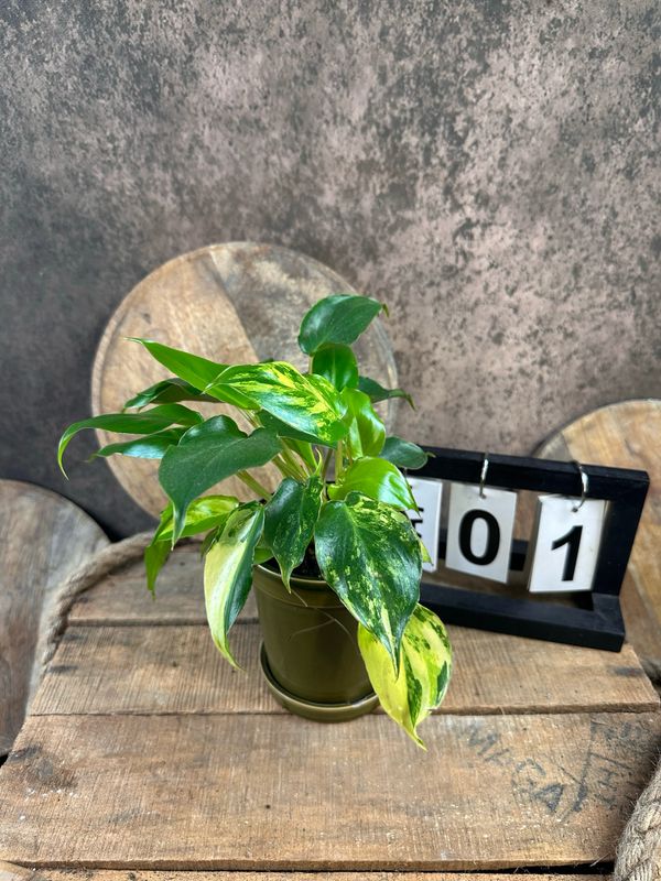 Philodendron Burle Marx Variegata #1 Philodendron Burle Marx Variegata #1